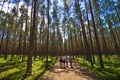 Roztocze Poland, woods and forests wide angle Royalty Free Stock Photo