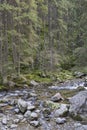 Roztoka Stream in Roztoka Valley. Tatra National Park. High Tatras, Carpathian Mountains. Nature reserve. Poland Royalty Free Stock Photo