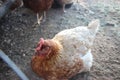 Rred coloured feather hen sitting in a farm background Royalty Free Stock Photo