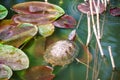 Rred-eared slider turtle swimming in the pond close up Royalty Free Stock Photo