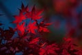 Rred leaves of maple. Royalty Free Stock Photo