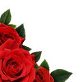 Rred rose flowers corne