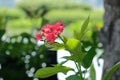 Rred Spicy jatropha flower