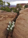 Desert flowers from Utah, growing in stones Royalty Free Stock Photo