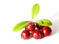 Fresh ripe cranberries or cowberries on white with leaves Royalty Free Stock Photo