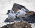 Rring-billed gulls Royalty Free Stock Photo