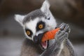 RRing-tailed lemur is eating a carrot Royalty Free Stock Photo