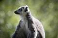 Ring Tailed Lemur keeping watch over the family Royalty Free Stock Photo