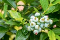 Rripening blueberry berries growing on bush. Blueberries Vaccinium uliginosum. Bunches of green ripening berries on the branches Royalty Free Stock Photo