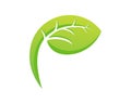 P letter leaf logo template 1