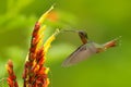 Rrufous-breasted hairy hermit, Glaucis hirsutus, hummingbird from Trinidad and Tobago. Green bird flying next to beautiful red fl