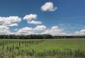 Rrural pasture on a summer day Royalty Free Stock Photo