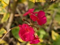 rSmall red blooming smelling flowers Royalty Free Stock Photo