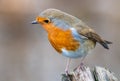 Robin - RSPB Lakenheath Fen Royalty Free Stock Photo