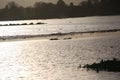 RSPB Pulborough nature reserve at dusk Royalty Free Stock Photo