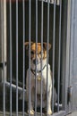 RSPCA, Dog waiting for Adoption Royalty Free Stock Photo