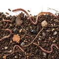 Rtebrates. Visible organisms include earthworms (likely Lumbricina), ants, Royalty Free Stock Photo