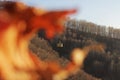 rtistic shot through a dry sheet on the yellow cabin of the cable car against the background of the autumn forest. Top view of the