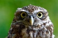 Portrait of a Little owl or Minervas owl - What are you looking for