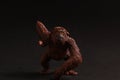 Rubber ape toy isolated on black background Royalty Free Stock Photo