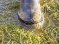 Rubber boot in grass