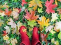 Rubber boots on the autumn grass with fallen colored leaves, top view Royalty Free Stock Photo