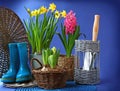 Rubber boots and spring flowers are in a basket Royalty Free Stock Photo