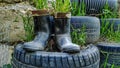 Rubber boots used for plants Royalty Free Stock Photo
