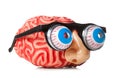 Rubber brain with funny nose and glasses.