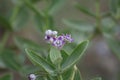 Rubber Bush or apple of sodom or french cotton or sodom apple flowers Royalty Free Stock Photo