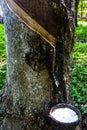 The rubber that come out from tree call Hevea Brasiliensis