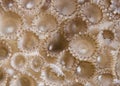 Rubber coral (Palythoa tuberculosa) detail.