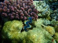 Rubber coral, rubbery zoanthid, encrusting zoanthid, Palythoa tuberculosa, and cauliflower coral Pocillopora verrucosa