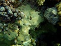 Rubber coral, rubbery zoanthid, encrusting zoanthid, Palythoa tuberculosa, undersea, Red Sea