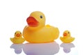 Rubber duck family Royalty Free Stock Photo