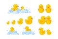 Rubber duck family in soap foam isolated in white background. Big set of yellow plastic duck toys in suds, parent and Royalty Free Stock Photo