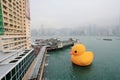 Water, vertebrate, waterway, bird, ducks, geese, and, swans, city, morning, duck, tower, block, skyscraper, waterfowl, building, s