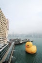 Waterway, water, bird, ducks, geese, and, swans, morning, sea, duck, sky, city, waterfowl, skyscraper, building, river, tower, blo