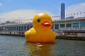 Rubber duck in hong kong