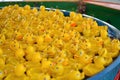 Rubber duck in a pool
