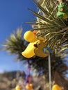 Rubber Duckie Trail