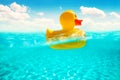 Rubber duckling floating in water. Yellow duck swimming in clear sea. Royalty Free Stock Photo