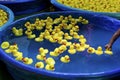 Rubber Ducks in Kiddie Pools Royalty Free Stock Photo