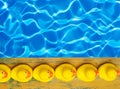 Rubber ducks near the pool Royalty Free Stock Photo