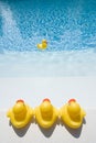 Rubber ducks in the pool Royalty Free Stock Photo