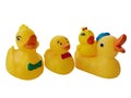 RUBBER DUCKS, WHITE BACKGROUND. Royalty Free Stock Photo