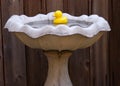 Rubber Ducky Royalty Free Stock Photo