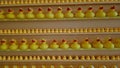 Rubber ducky bath toy background yellow ducks in a row. Rubber duck background team meeting Royalty Free Stock Photo