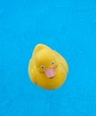 Rubber ducky in the pool Royalty Free Stock Photo