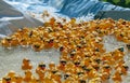 The Rubber Ducky Race begins with hundreds floating down a man-made chute.